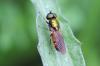 Chloromyia formosa